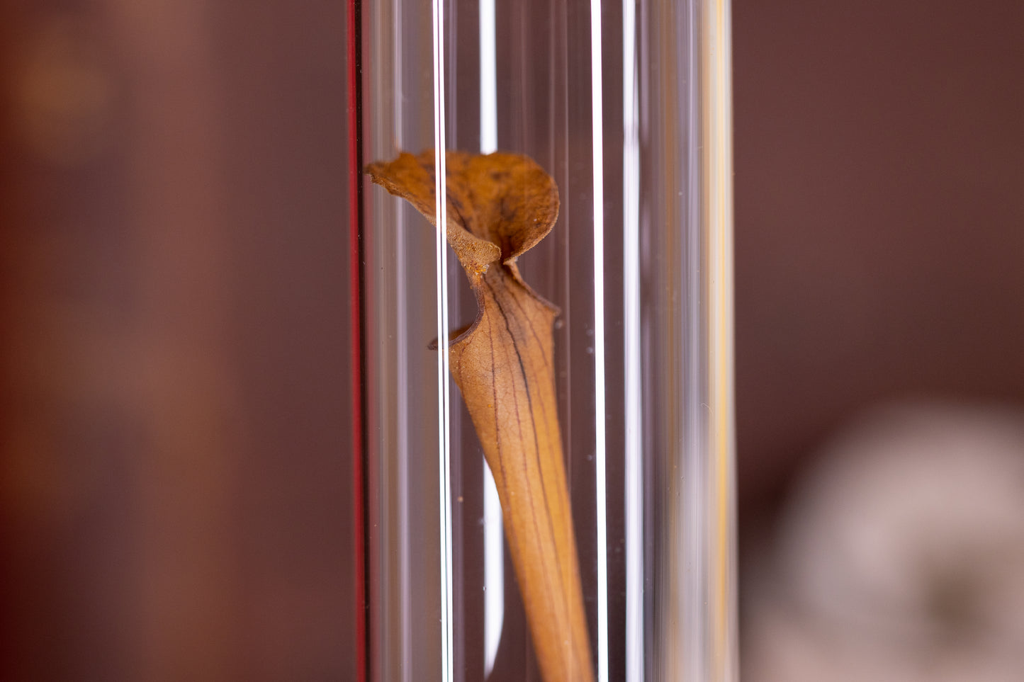 1973 Yellow Pitcher Plant VIAL