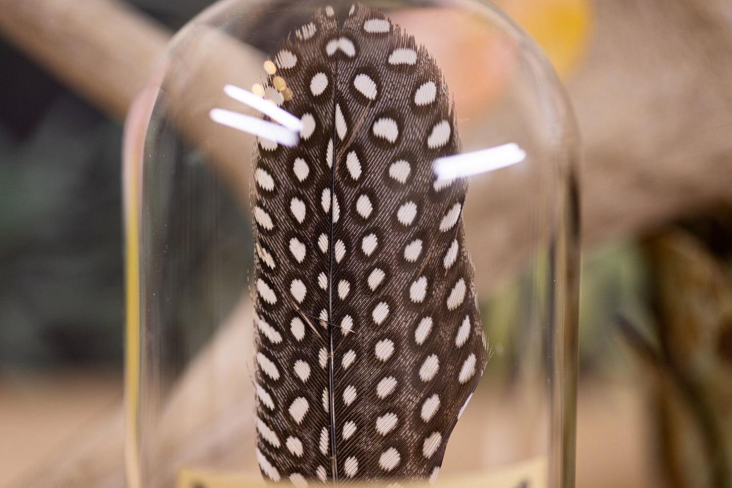 2022 Guineafowl feather CLOCHE