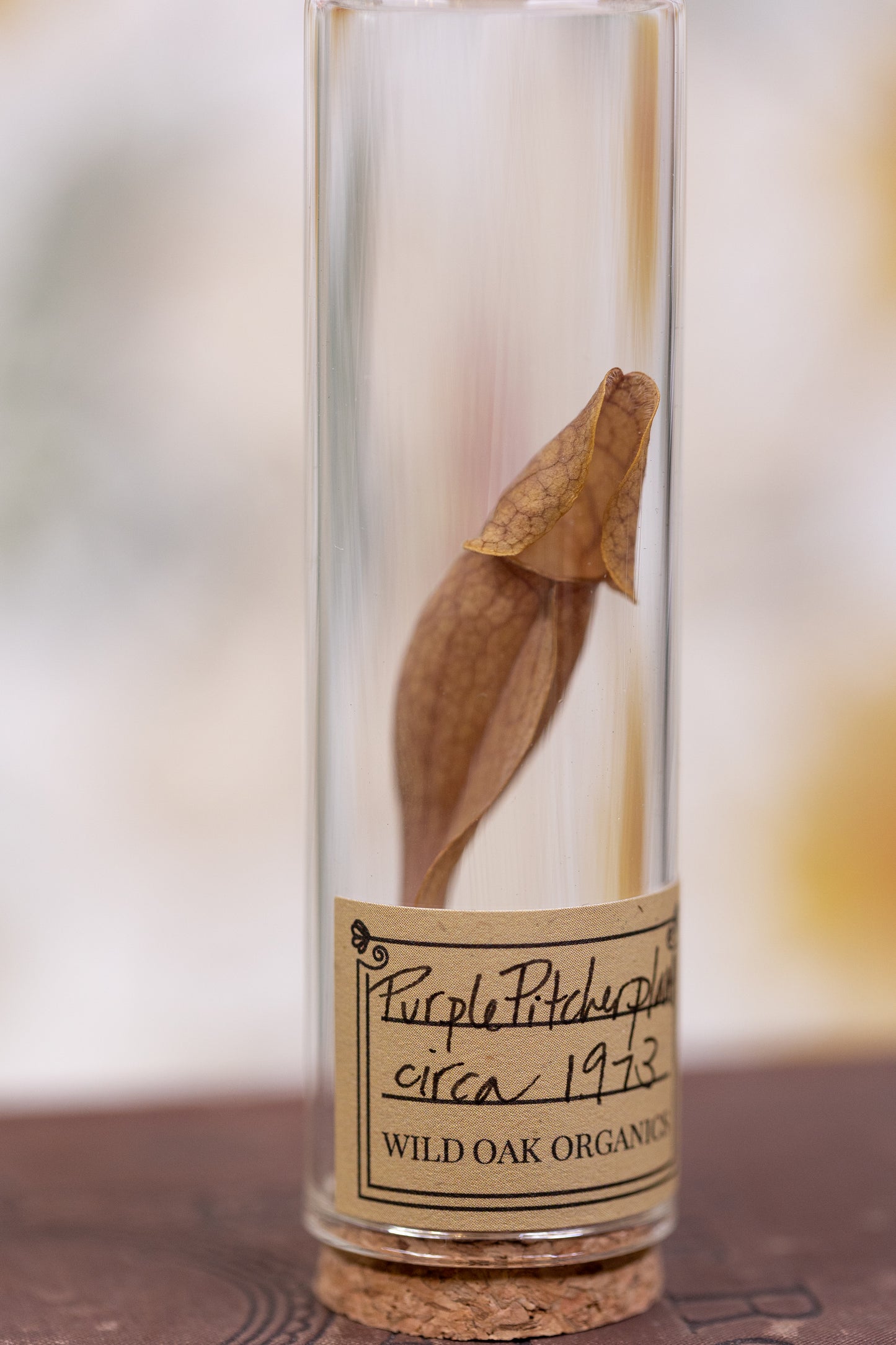 1973 Purple Pitcher Plant VIAL