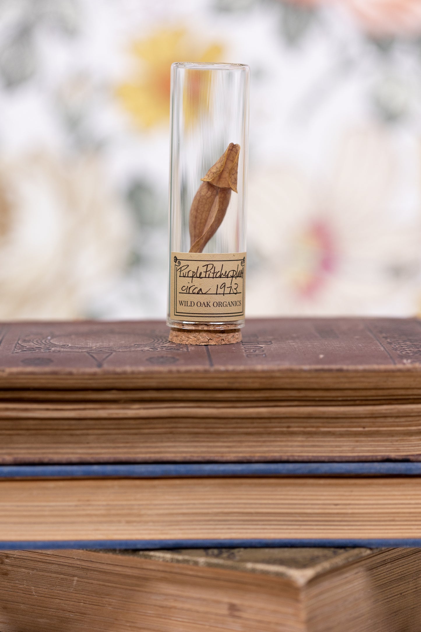 1973 Purple Pitcher Plant VIAL