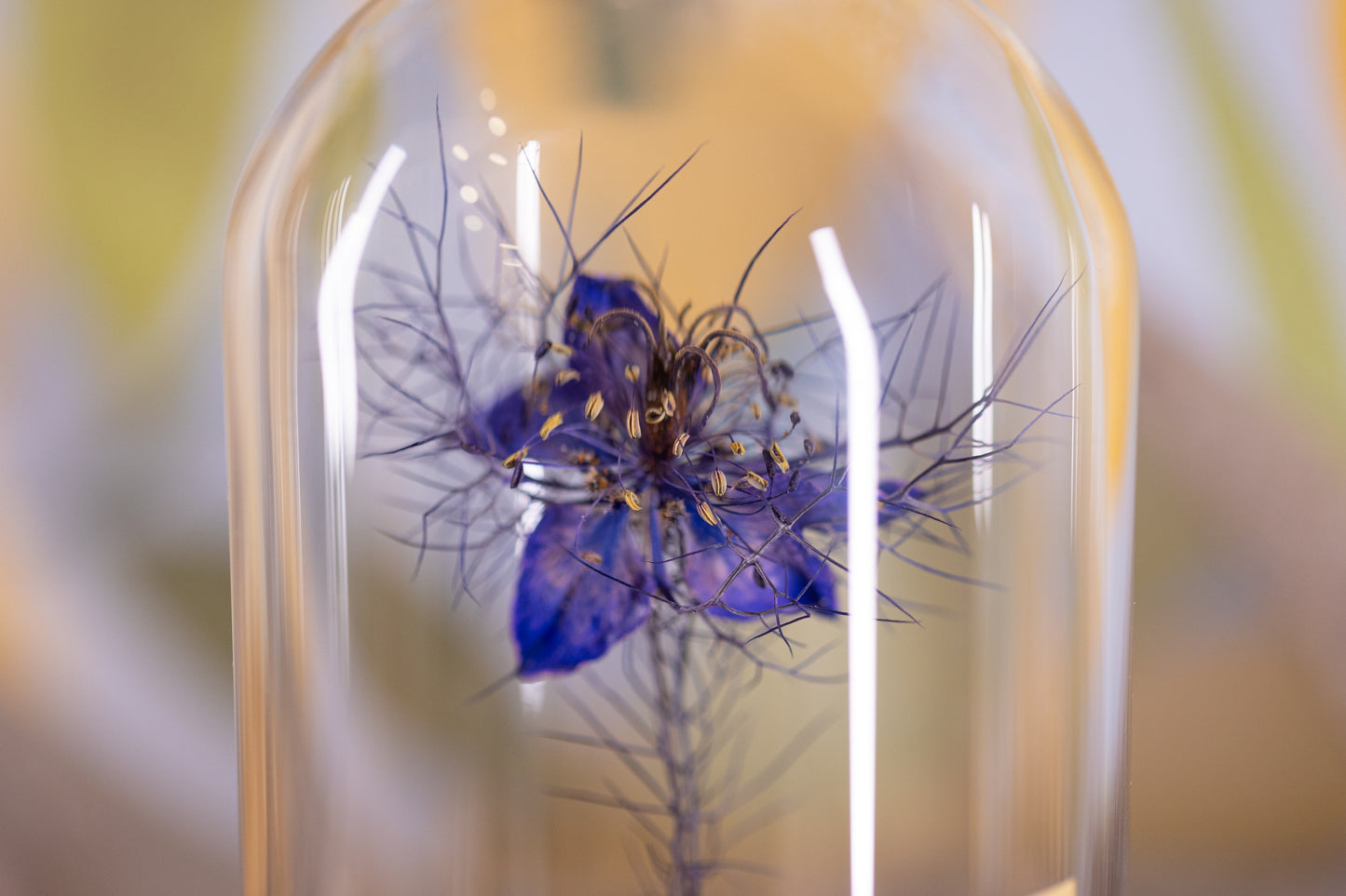 2009 Love in a Mist CLOCHE