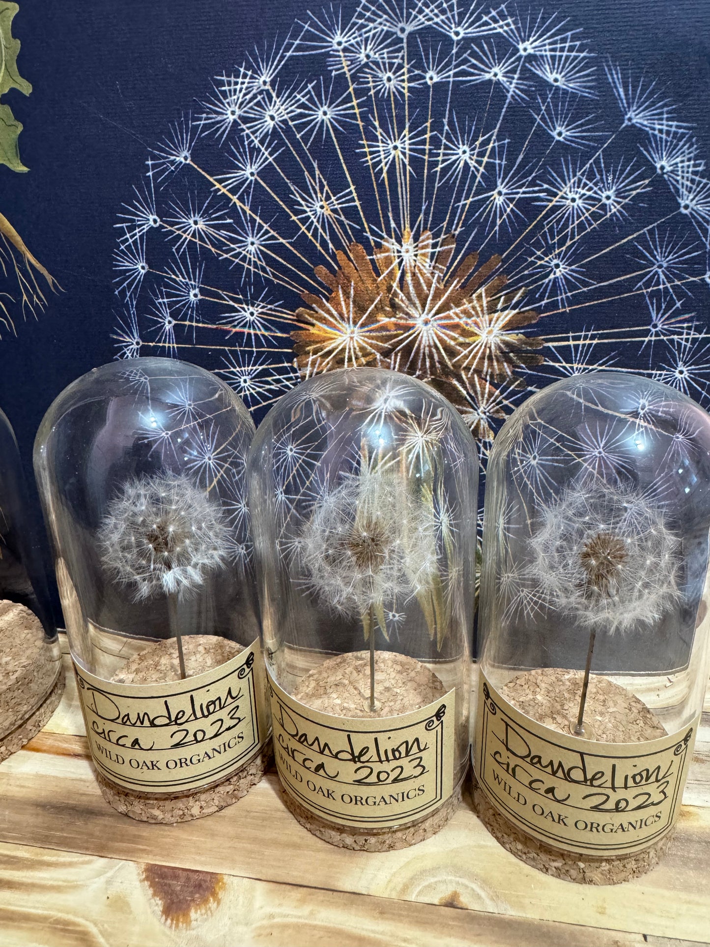 2023 DANDELION CLOCHE
