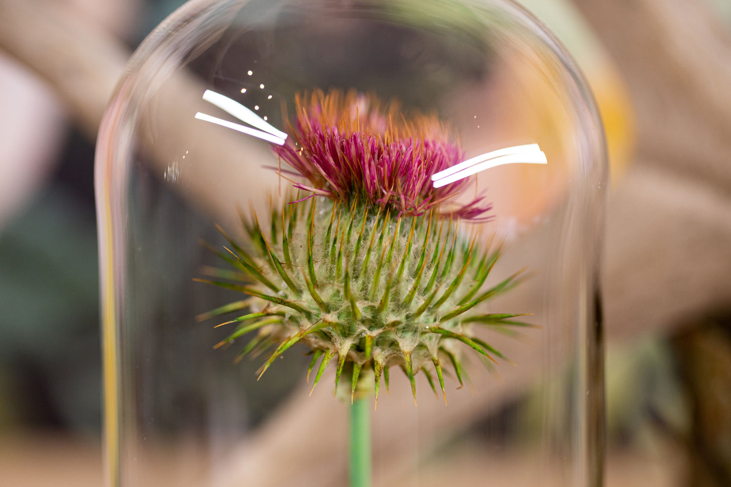 2010 Scotch Thistle CLOCHE