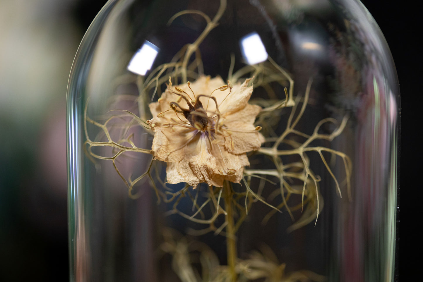 1994 Love in a Mist CLOCHE