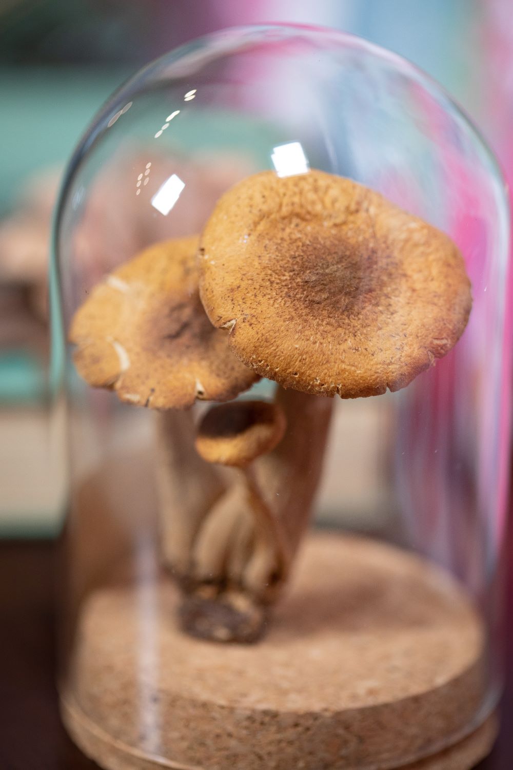 1980's / 1983 Laughing Gym Mushroom CLOCHE