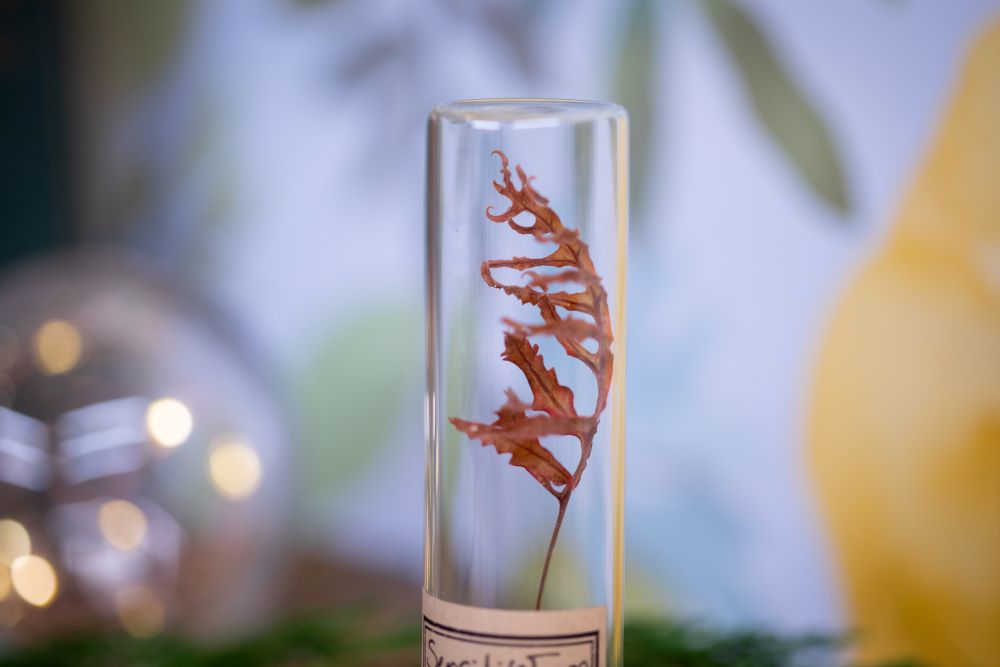 1974 / 1975 Sensitive fern VIAL