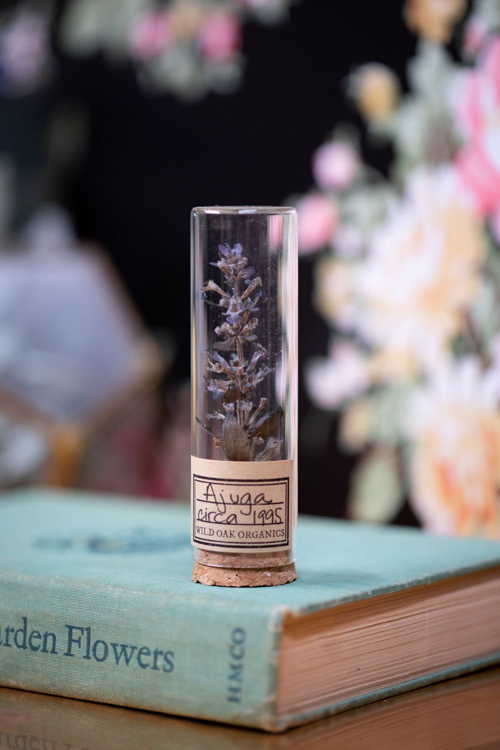 1992 / 1995 Ajuga VIAL