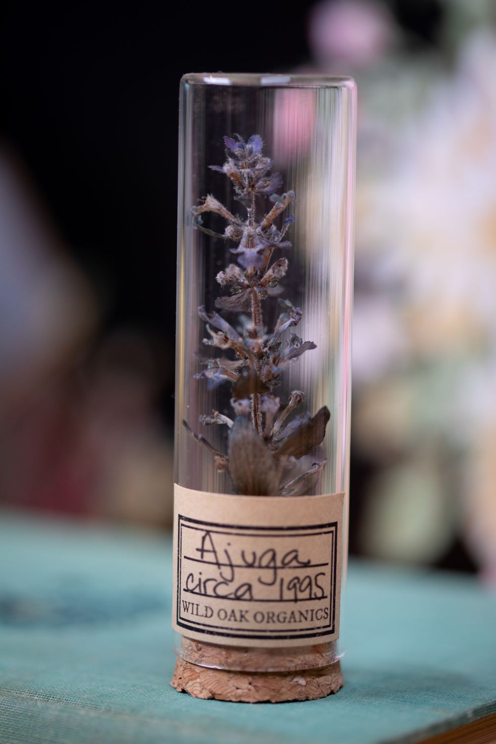 1992 / 1995 Ajuga VIAL
