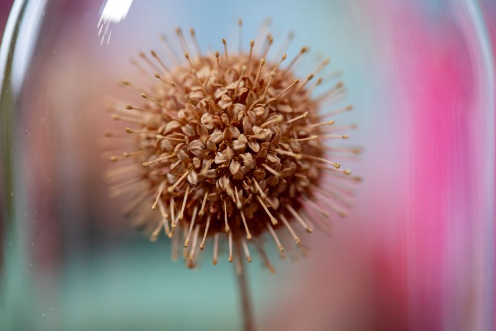 1990 Buttonbush CLOCHE
