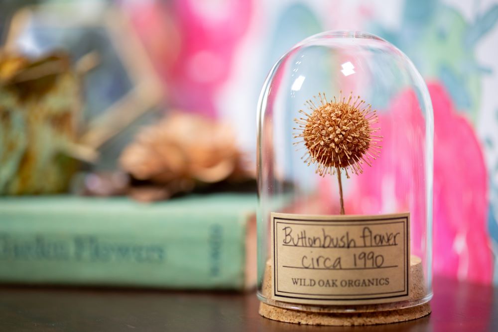 1990 Buttonbush CLOCHE
