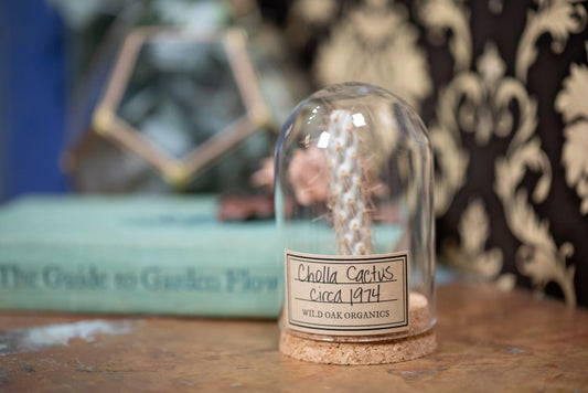 Cholla Cactus CLOCHE 1970's / 1974 / 1976 / 1978