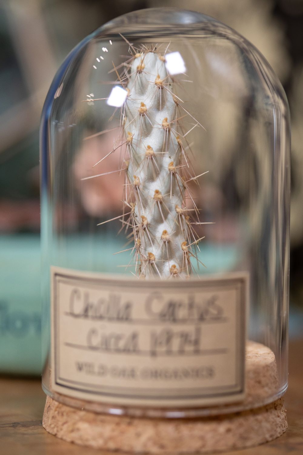 Cholla Cactus CLOCHE 1970's / 1974 / 1976 / 1978
