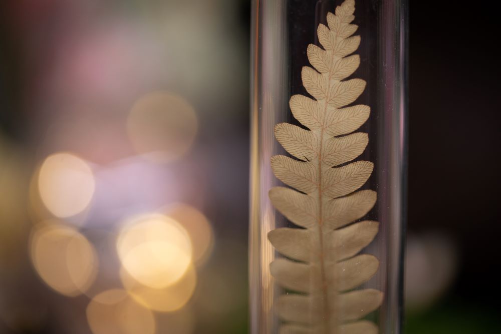 1978 Cinnamon Fern VIAL