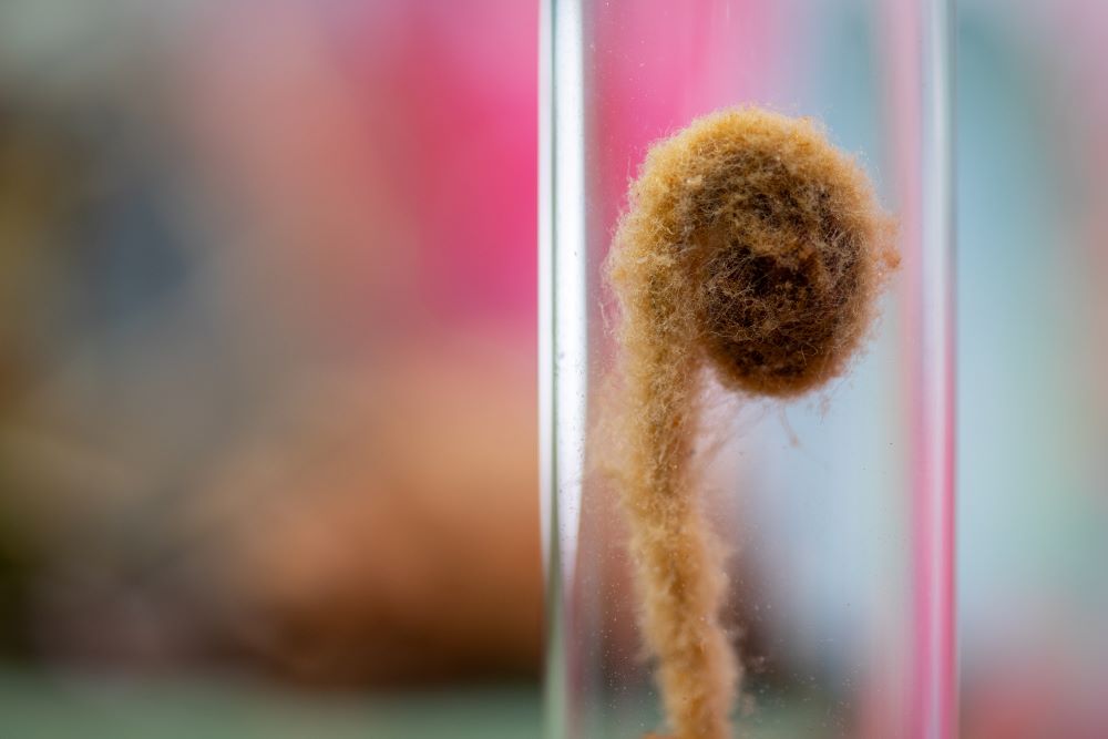 1975 Fern Frond VIAL