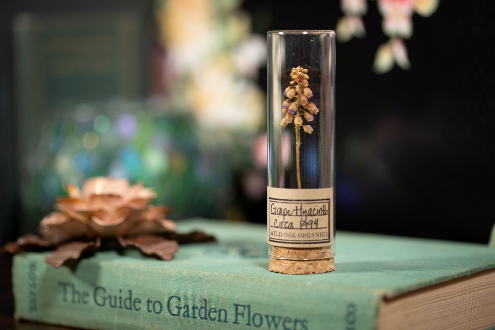 1994 Grape Hyacinth VIAL