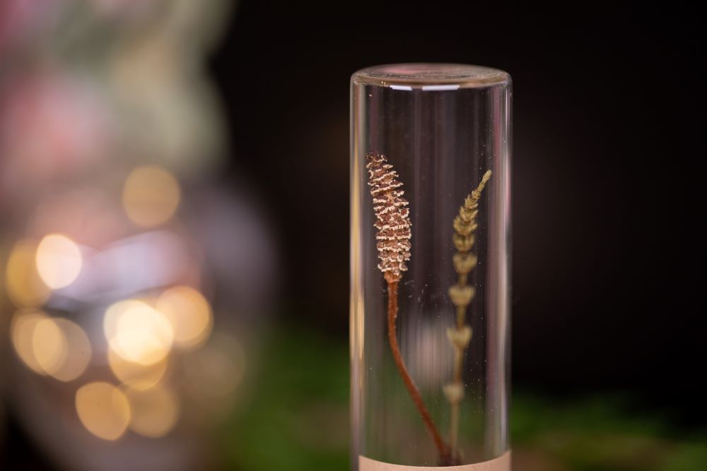1975 Field Horsetail VIAL