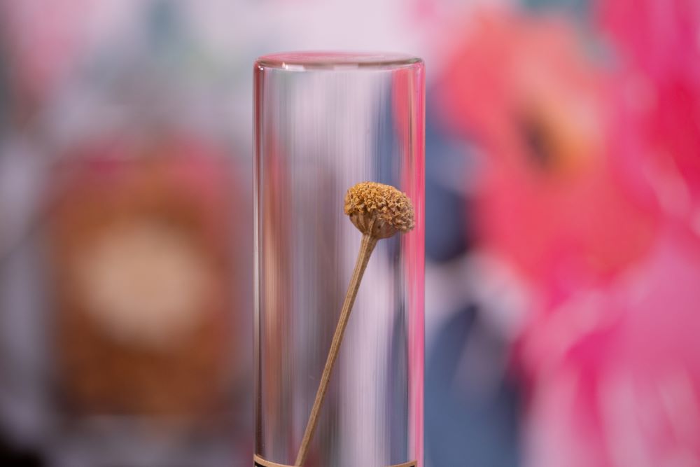 1980's Lavender Cotton VIAL