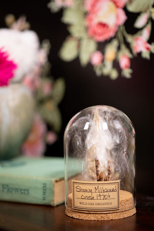 1968 / 1970's / 1978 Showy Milkweed CLOCHE