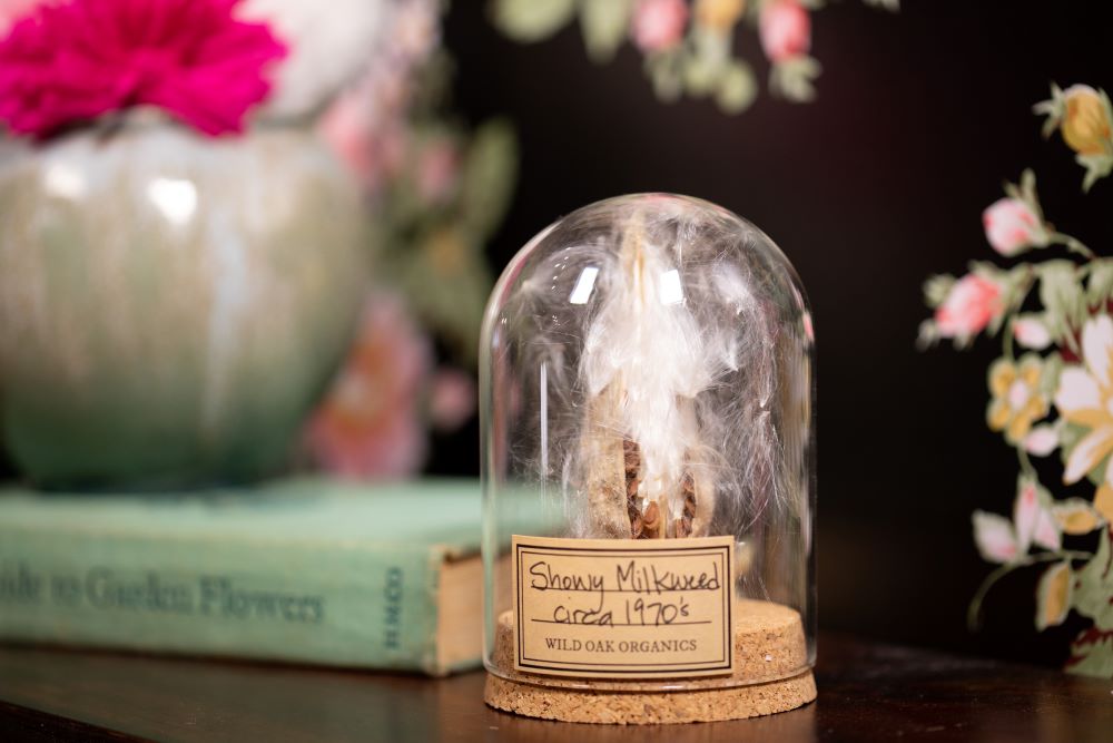 1968 / 1970's / 1978 Showy Milkweed CLOCHE
