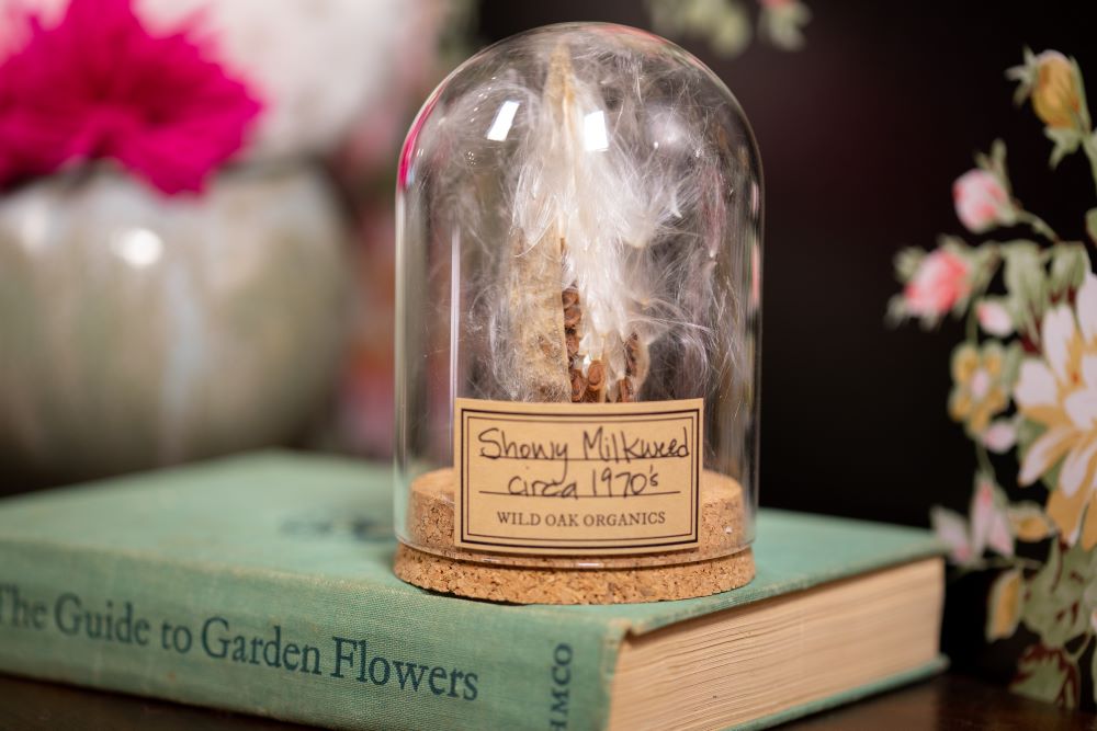 1968 / 1970's / 1978 Showy Milkweed CLOCHE