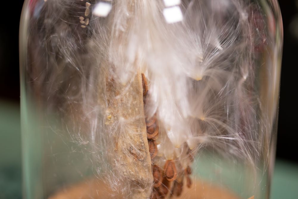 1968 / 1970's / 1978 Showy Milkweed CLOCHE
