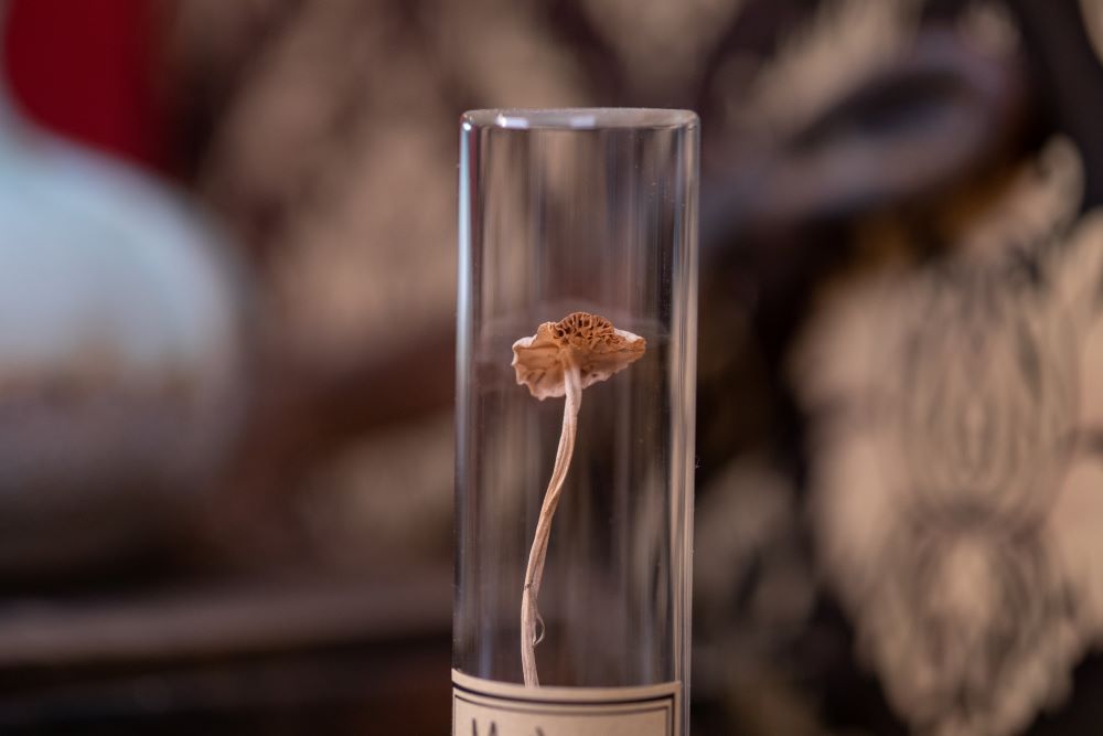 Early 2000's Mushroom VIAL