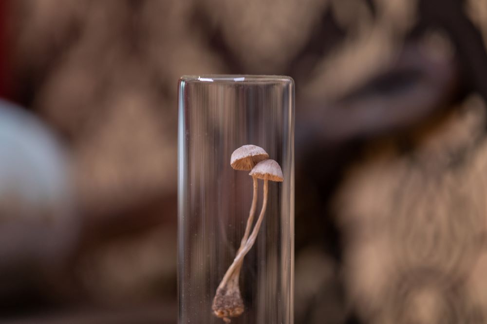 Early 2000's Mushroom VIAL