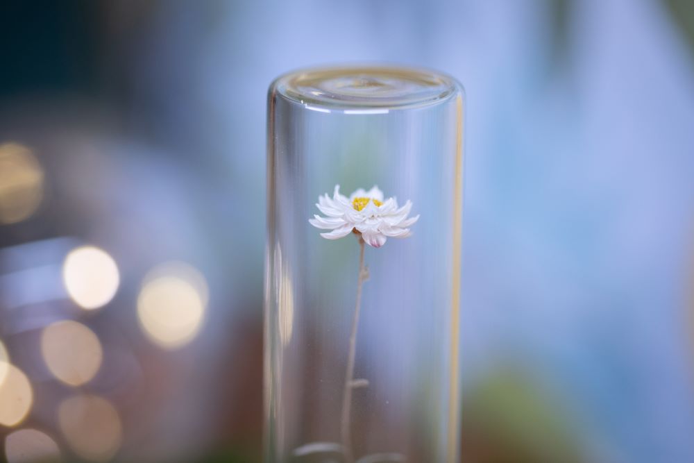 1992 / 1995 Pearly Everlasting VIAL