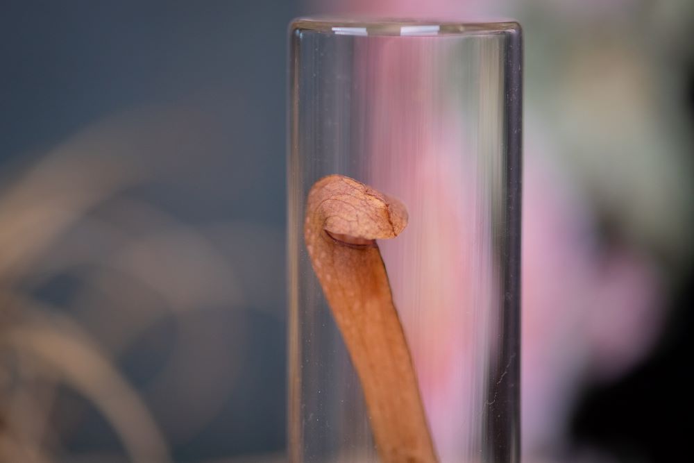 1972 Hooded Pitcher Plant VIAL