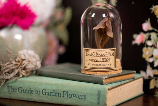 1970's 1973 Purple Pitcher Plant CLOCHE