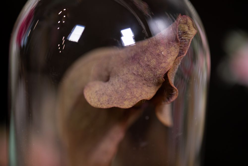 1970's 1973 Purple Pitcher Plant CLOCHE