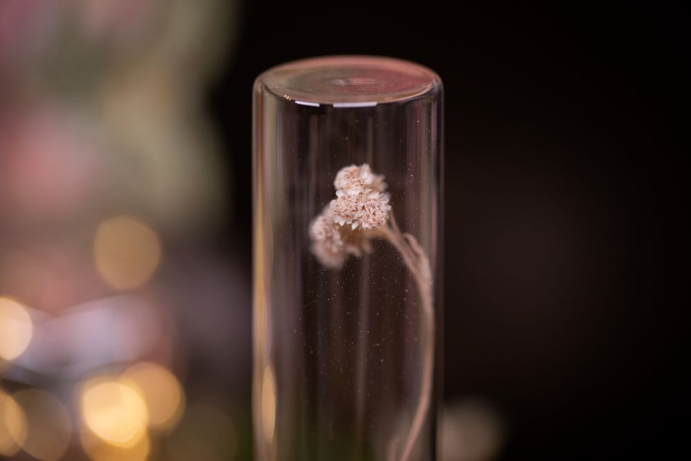 1993 Field Pussytoes VIAL