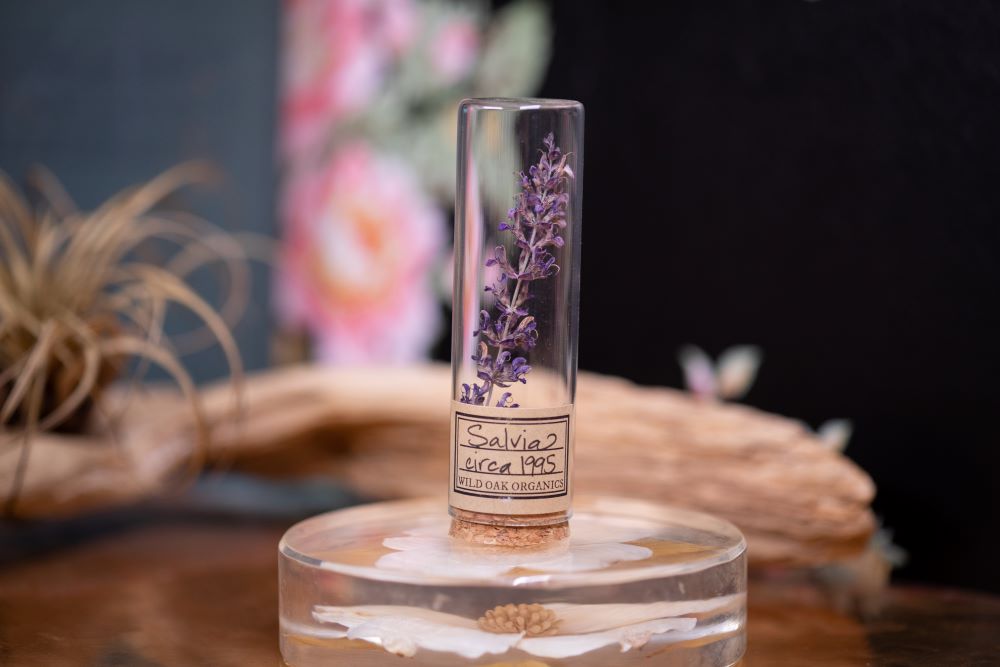 1995 Salvia VIAL