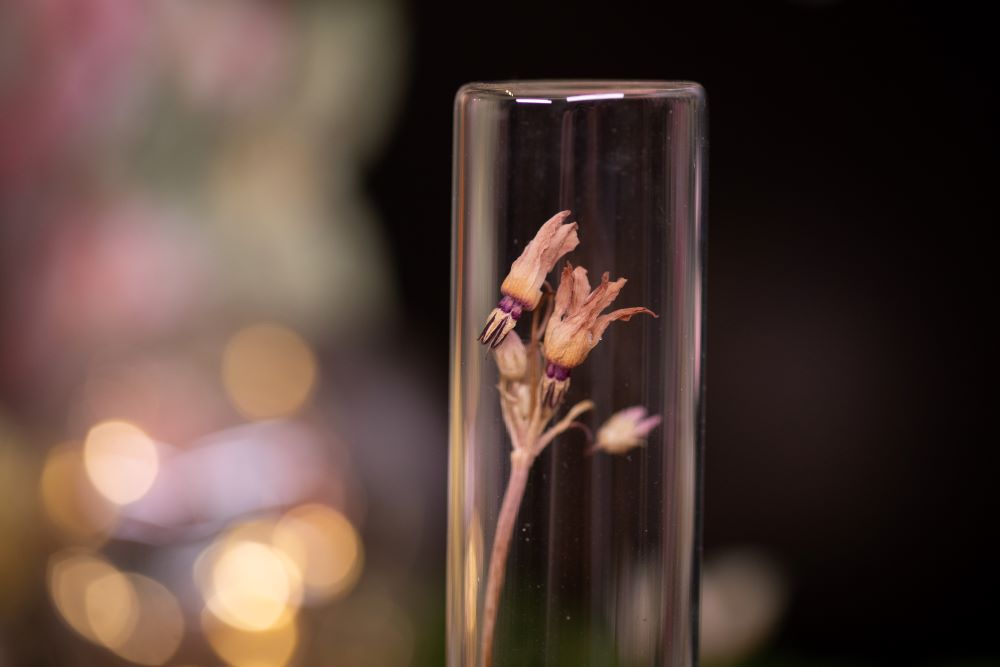 2007 Shooting Star VIAL