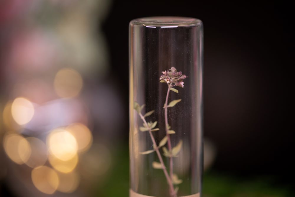 1973 Thyme VIAL