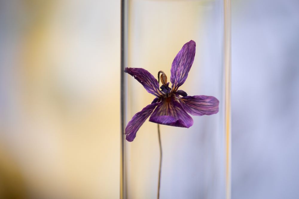 1989 Sweet Violet VIAL