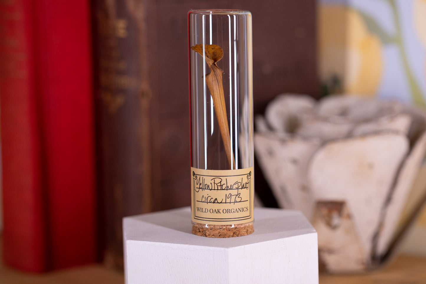 1973 Yellow Pitcher Plant VIAL
