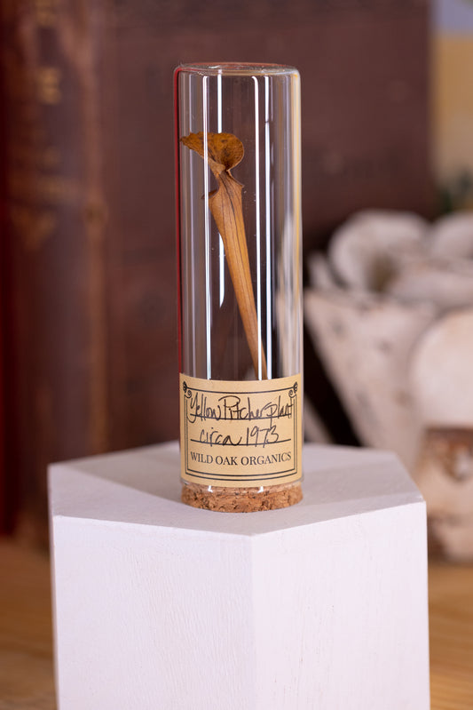 1973 Yellow Pitcher Plant VIAL