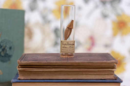 1973 Purple Pitcher Plant VIAL