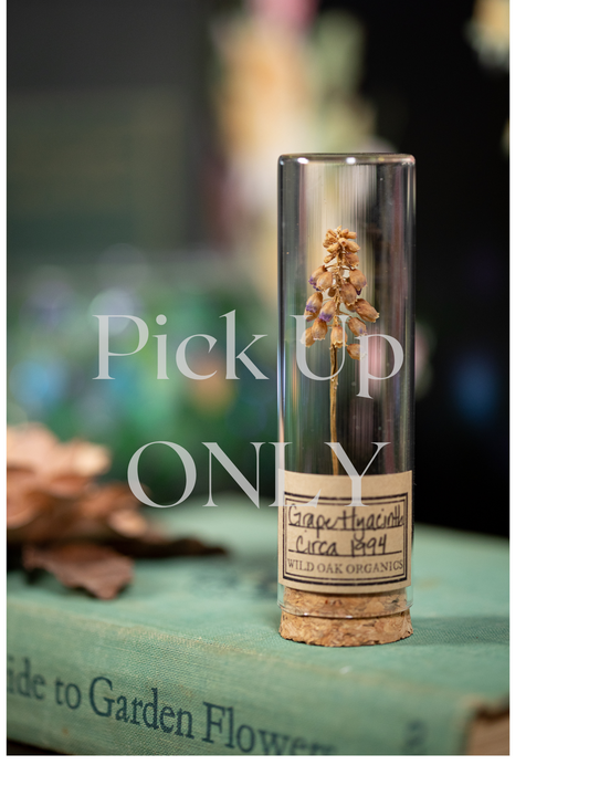 1994 Grape Hyacinth VIAL