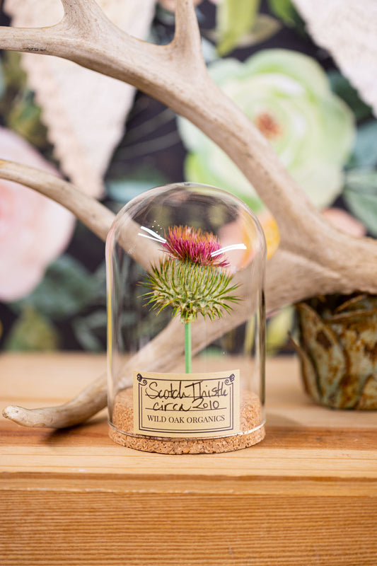 2010 Scotch Thistle CLOCHE