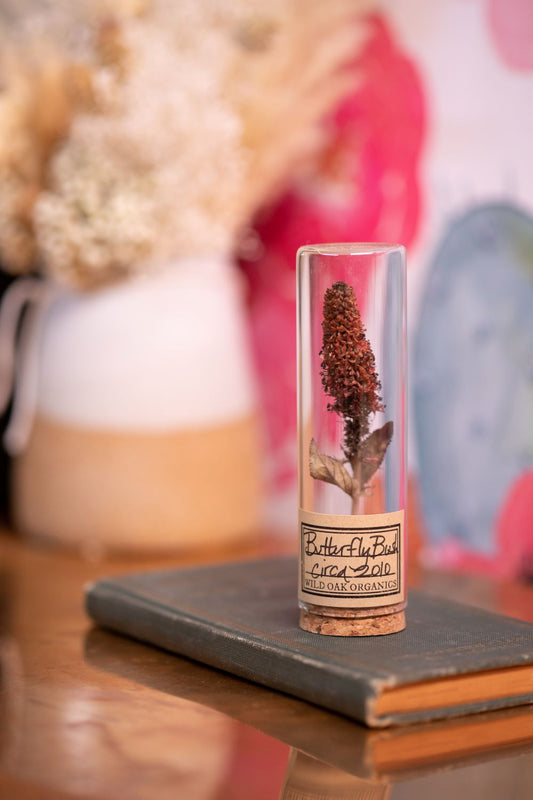 2010 Butterfly Bush VIAL