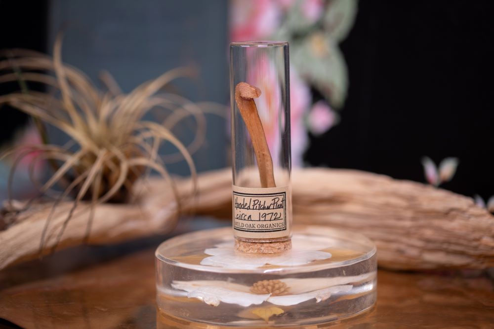 1972 Hooded Pitcher Plant VIAL